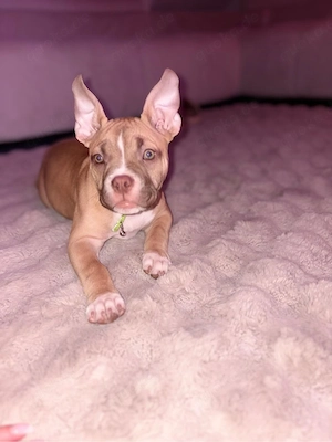 wunderschöne OEB Old English Bulldog hündin welpe