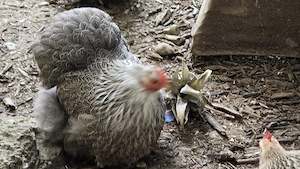 Zwergcochin Silbergebändert Bruteier