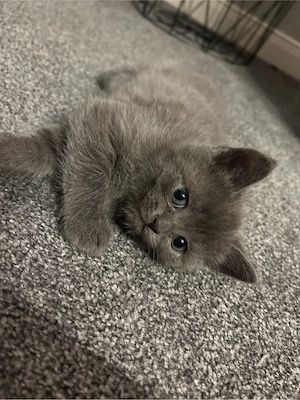 BKH Russisch Blau Kitten