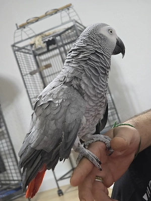 Graupapagei kongo in gute Hände abzugeben 