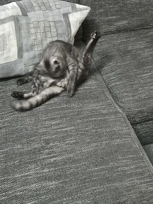 junger kater sucht neues Zuhause  Bild 3