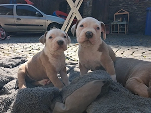 Bully XL Welpen ab April abzugeben   