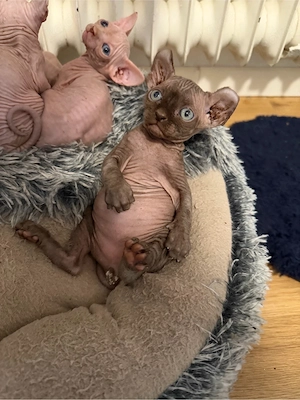 Sphynx und Sphynx Elf Kitten suchen ein liebevolles Zuhause