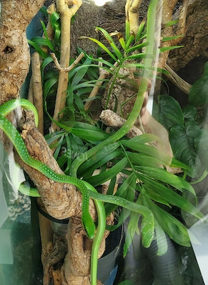 Gefleckte Strauchnatter Philothamnus punctatus