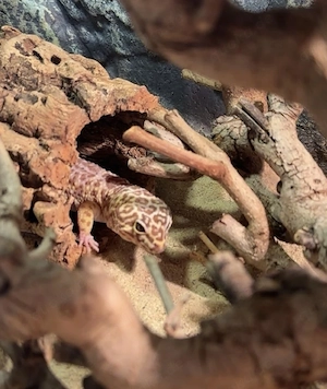 Männlicher Leopardgecko zu verkaufen 