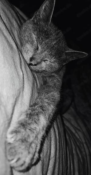 Britisch kurzhaar mix  Bild 3