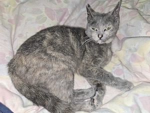 Britisch kurzhaar mix 