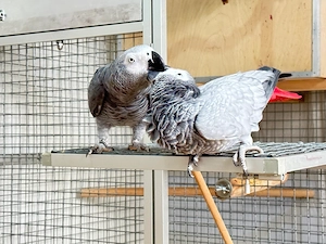 Graupapageien Pärchen Bild 6