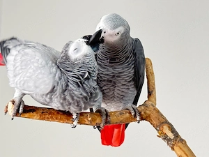 Graupapageien Pärchen Bild 7