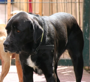 Aisha - ruhig Mischlingshündin sucht ihre Familie