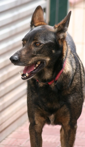 Draco - ausgeglichenere Schäferhundmischling sucht seine Familie 