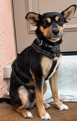 Cuchi - fröhlicher Mischling sucht seine Familie