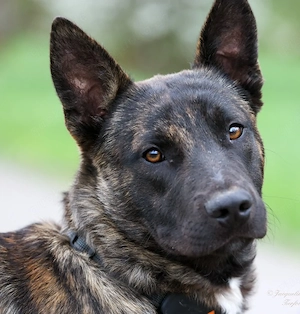 Renaud - Mischling voller Energie sucht sein Körbchen
