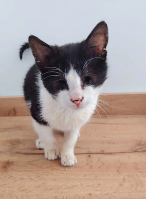 Sweety, blind, wartet auf ihr Ticket ins Glück