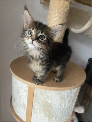 Zuckersüßes Coonie Mädchen