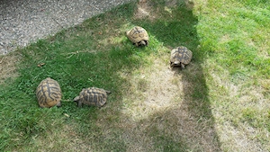 THB Adulte Landschildkröten