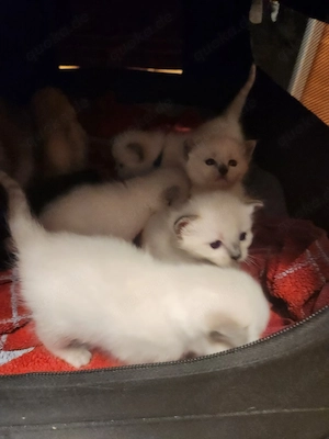 Jetzt schnell sein und reservieren    Bild 2