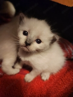 Jetzt schnell sein und reservieren    Bild 1