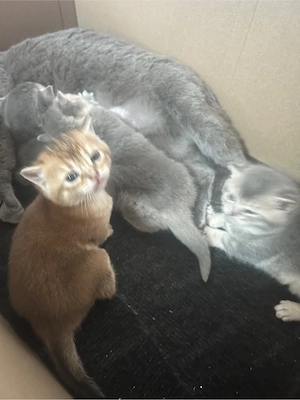  Wunderschöne Britisch Kurzhaar Kitten (BKH) abzugeben