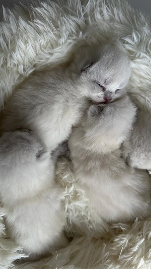 BKH kitten in blue point zu verkaufen (britisch kurzhaar kitten)