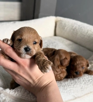 Maltipoo Wurfankündigung 