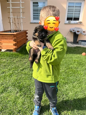 Deutsche Schäferhundwelpen Hündinnen suchen ihr neues zu Hause