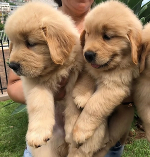 Golden Retriever Welpen