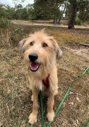 Gute Laune Lenny   wartet in PLZ 60599 auf Besuch