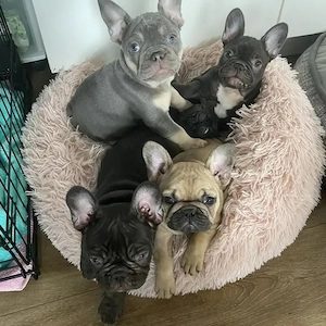 Französische Bulldoggenwelpen - 4 Weibchen und 2 Männchen)