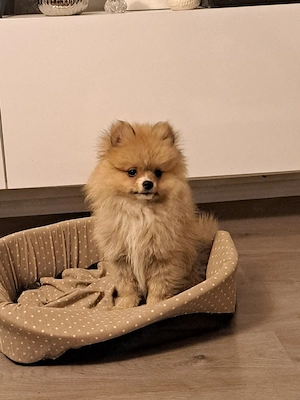 zwergspitz Pomeranian (mini)