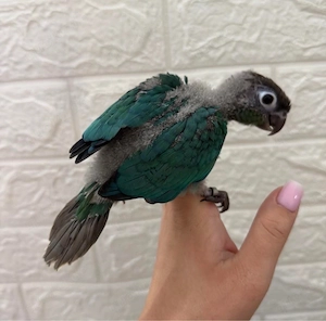 Handaufzucht Pyrrhura Molinasittich BLAU Papagei Sittich Handzahm