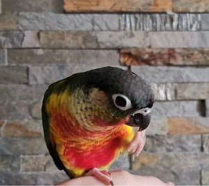 Molinasittich Handzahm Pyrrhura Handaufzucht Papagei Sittich 