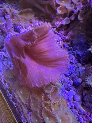 Lederkoralle abzugeben Hobbyauflösung