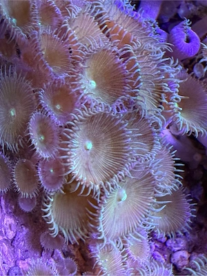 Hobbyaufgabe Krustenaemone abzugeben