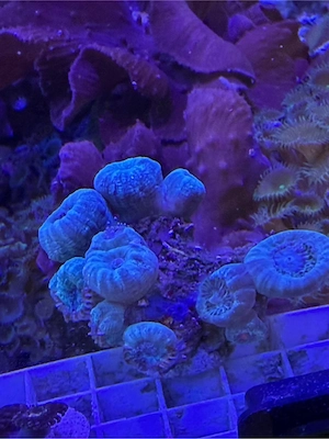 Hobbyaufgabe Steinkoralle abzugen