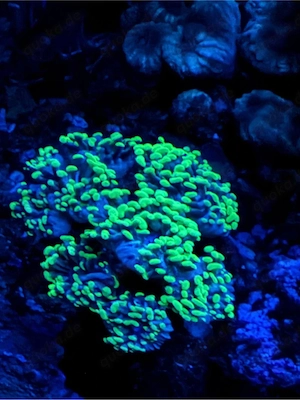 Euphyllia Steinkoralle 3 Köpfe