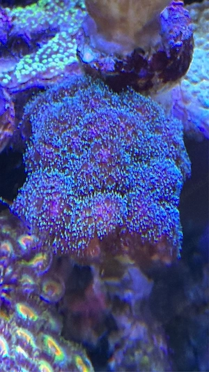 Hobbyaufgabe Steinkoralle abzugeben