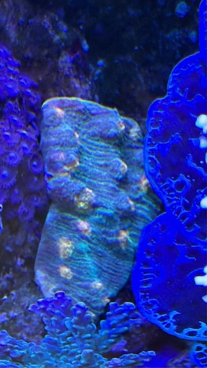 Hobbyaufgabe Steinkoralle abzugeben