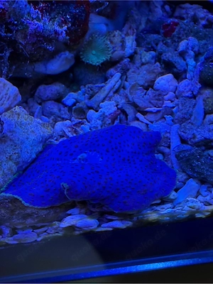 Hobbyaufgabe Scheibenanemone