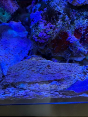 Hobbyaufgabe Steinkoralle ab Montipora
