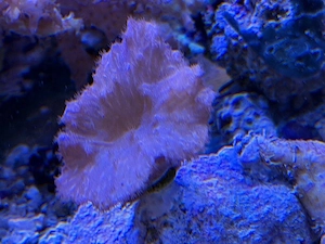 Hobbyaufgabe Weichkoralle abzugeben