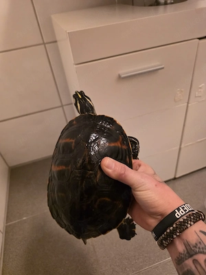 Florida Rotbauch Schmuckschildkröte