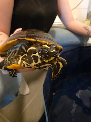 Florida Rotbauch Schmuckschildkröte