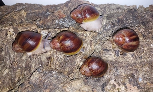 Archachatina Ventricosa, Achatschnecken