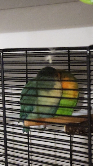 Agaporniden Die unzertrennliche Pfirsischköpfchen 