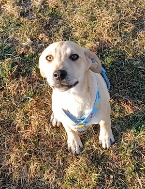 Vincenzo, a.d.Tierschutz, sucht Happy-Home 