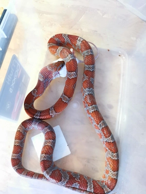 Gebe diese Hübsches Kornnattern Mädchen ab 