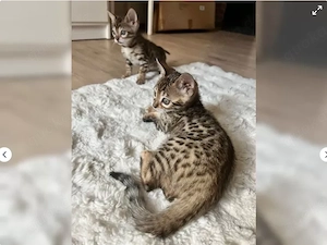 Bengalkitten mit Champion-Abstammung abzugeben 