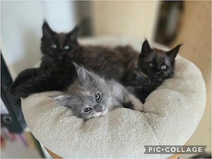 Maine Coon Kitten 