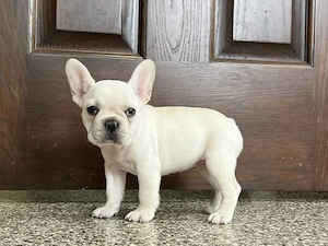 Wunderschöne Französische Bulldoggen-Welpen